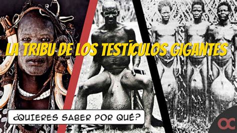 tribu testiculos grandes|La tribu de los testículos gigantes .